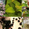 Hydrangea serrata 'Oamacha' - Saagjas hortensia 'Oamacha' C1/1L